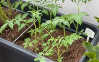 早春怎么培育番茄苗,用温水浸泡后再播种、出苗后注意控制温湿度