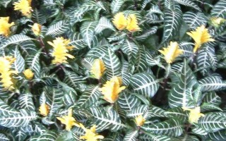 银脉爵床的养殖方法,养护时需将室温控制在18-25℃之间