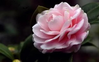 茶花开一半就掉的原因，可能是湿度过低、缺乏光照等因素造成