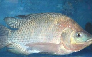 罗非鱼的习性，一般情况下都在水体中下层活动