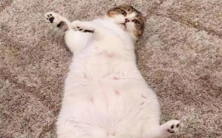 为什么猫咪喜欢在混凝土地面上打滚，可通过地面的温度来调节体温