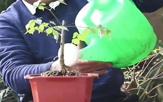 让幸福树安全过冬的方法，可将室温保持在10℃左右