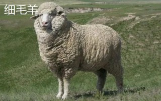 羊的繁殖性能介绍，不同品种的繁殖能力有区别