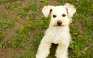玩具贵宾犬的价格，一般不低于2000元