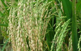 粳稻和籼稻的区别是什么，地理分布和籽粒特点均不同