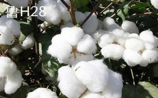 洮南棉花的品种介绍,各有特色