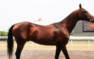 汗血宝马介绍，其祖先是生长在戈壁地带的野马