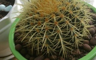 怎么养金虎仙人球,生长季节放在向阳处即可