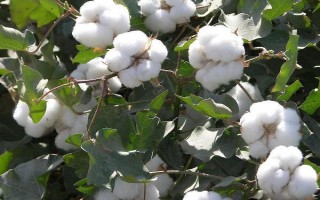 山农棉8号棉花种子介绍,属中早熟品种出苗较好
