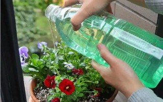 三色堇的耐寒温度，可耐寒零下5度低温