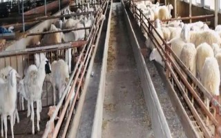 如何圈养小尾寒羊，要确保每只母羊占地面积为2平方米