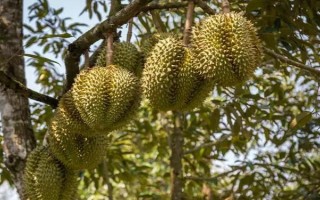 榴莲树的外观，植株较高属于常绿乔木、叶片顶端较尖底部为圆形