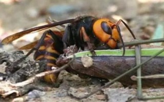 被牛角蜂蛰了有什么后果，被蛰处会剧烈疼痛