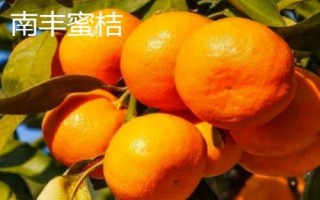 哪些柑橘品种最甜,包括皇帝柑、丑柑、脆蜜金柑等品种