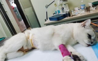 公猫绝育后乱拉乱尿的原因，可能是激素影响或应激影响