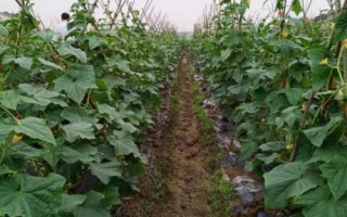 黄瓜籽介绍，种子为白色、呈狭卵形