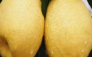 十二月份吃哪些水果，常见的有梨、柑橘、苹果等