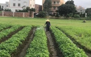 花生病虫害防治方法，常见病害有茎腐病、根腐病等