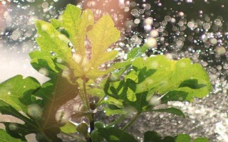 无花果的种植前景，当前市场需求大前景可观