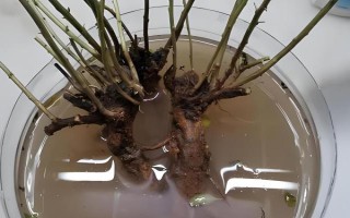 多菌灵的灌根方式，配比要根据农作物的品种来确定