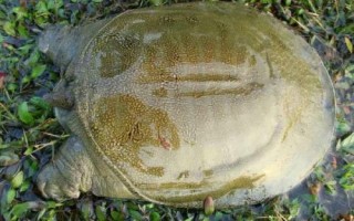 水鱼的简介，别称甲鱼