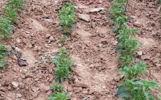 让辣椒苗快速生长的方法，需保持适温、提供充足的光照、让土壤保持湿润