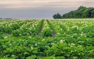 土豆的生长条件，对土壤要求高且不耐高温