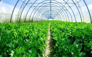 影响农村大棚蔬菜种植利润的因素，利润直接与品种、气候、技术等挂钩