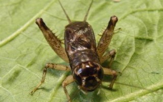 野生蟋蟀吃什么，以嫩芽、嫩叶及根为食