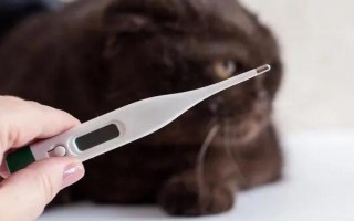 怎么判断猫是否发烧，可使用体温计测量猫的肛温