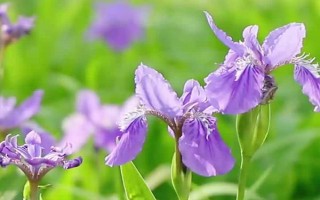 黛尾花与鸢尾花的区别，二者是同一种植物