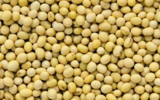 东富豆5号大豆种子特点,普通品种