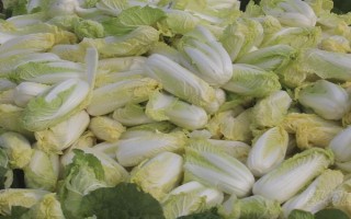 娃娃菜一亩能产多少斤，亩产量在12000-24000斤