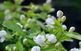 茉莉在什么季节开花,一般在春夏开花