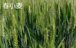 春小麦和冬小麦的区别，抗旱抗寒能力不同