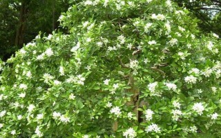 九里香如何养殖，养殖时应用排水性好的沙质土