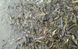 怎么快速培育泥鳅苗种，投放前要蓄水施肥、放苗后要提供充足的食物