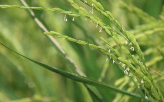 福泰优8号水稻种简介,全生育期139天