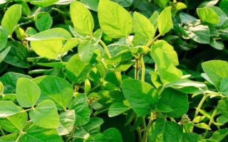 石豆12号大豆种子简介,高抗花叶病毒病7号株系