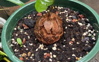 怎么养龟甲龙，盛夏季节将其移到通风透气的阴凉环境中