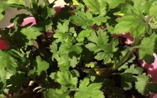 菊花要不要打顶，剪除顶端旺长枝条才能促进新枝萌发