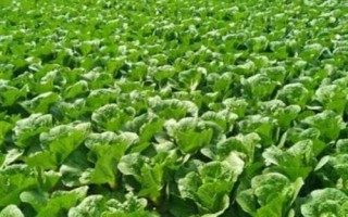 种植娃娃菜要施哪种肥料，基肥以腐熟有机肥为主