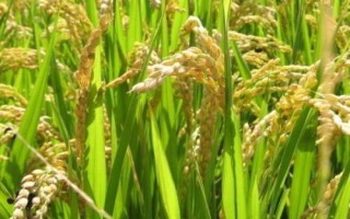 粤良珍禾水稻品种简介,晚造全生育期112~114天