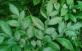 天南星的繁殖方式,可块茎繁殖也可种子繁殖