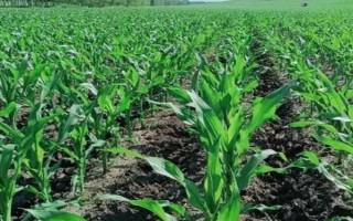 晋单73玉米种子的特征特性，从出苗到成熟需要127天