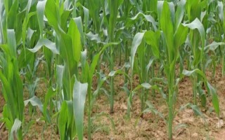 银禾169玉米种子特征特性，种植密度每亩4500株