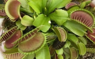 捕蝇草是什么植物，是一种食虫植物