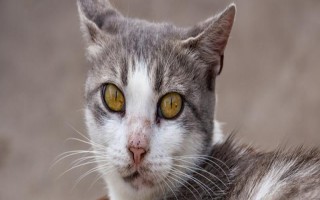 猫瞳孔为什么会变大变小,会因为不同的心情而改变