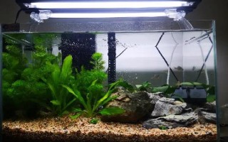 小鱼苗什么时候喂食，出生第二天就可以喂食了