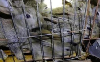 养殖野兔的前景，目前来看前景比较可观